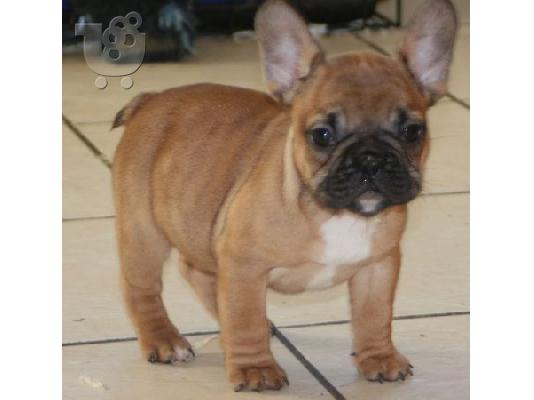 PoulaTo: French bulldog FAWN 3,5 μηνών, αρσενικό